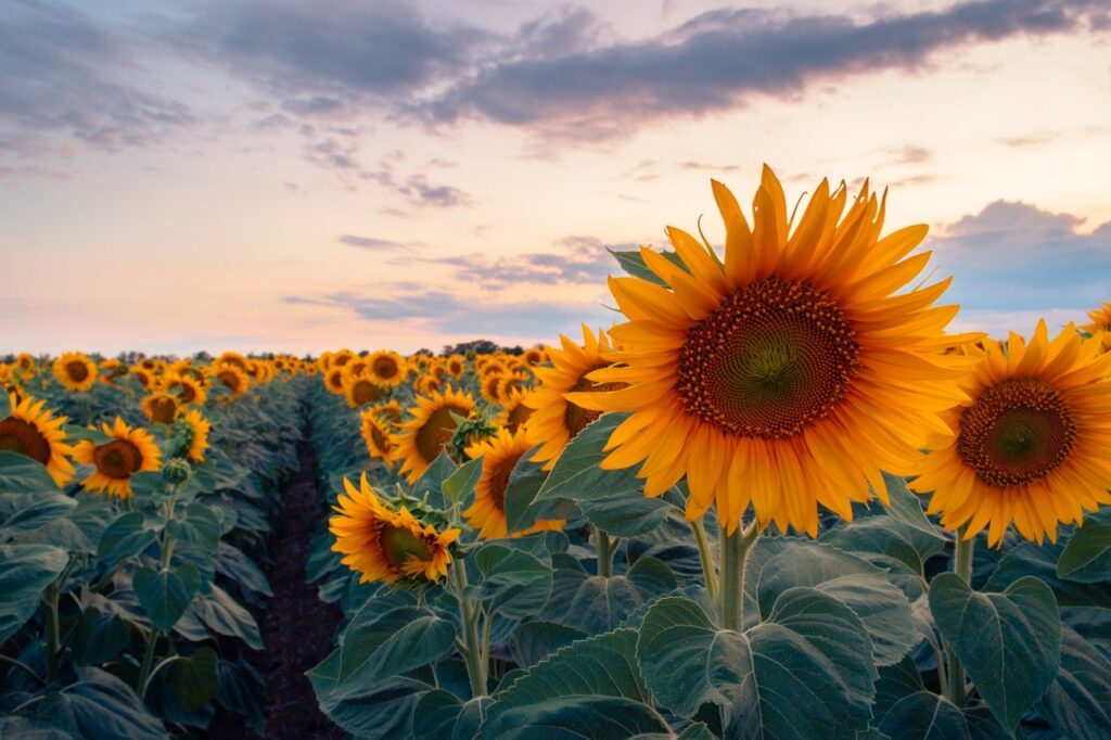 Grateful for beautiful sunflowers